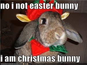 Christmas Bunny